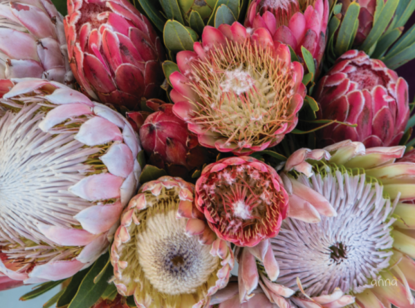 Anna s Protea Bunch Vinyl Rug For Cheap - Image 2